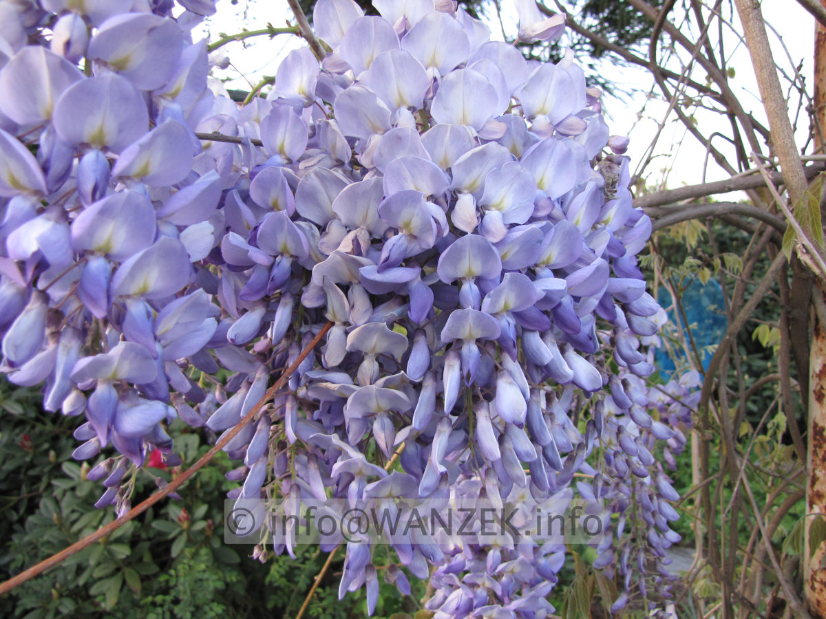 Wisteria floribunda Macrobotrys 06.JPG